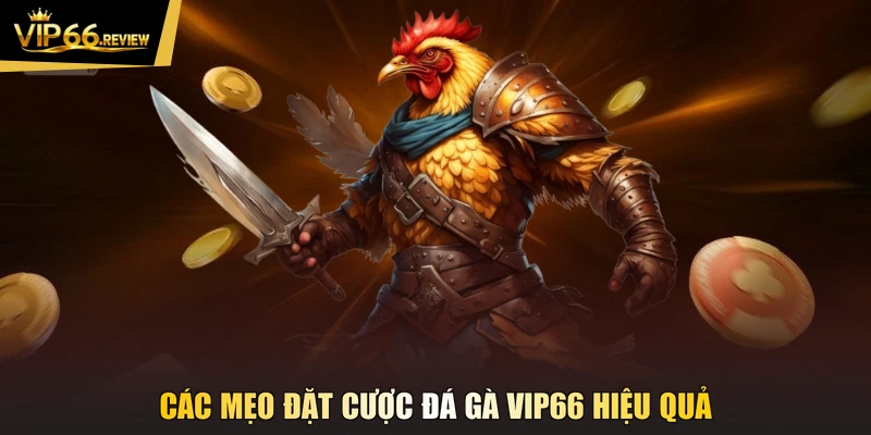 Các mẹo đặt cược đá gà VIP66 hiệu quả