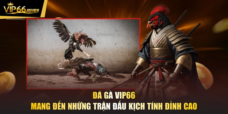Đá gà VIP66 mang đến những trận đấu kịch tính đỉnh cao