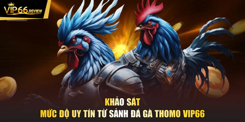 Khảo sát mức độ uy tín từ sảnh đá gà Thomo VIP66